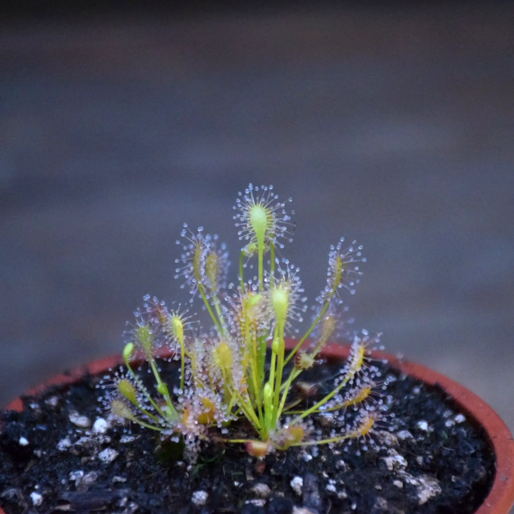 Drosera intermedia Anthocianin Free (AF)