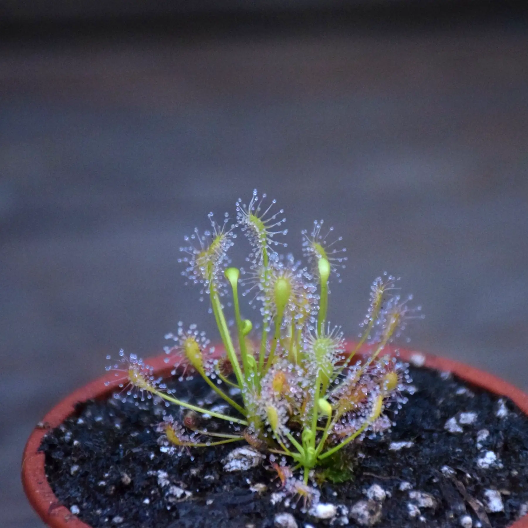 Drosera intermedia Anthocianin Free (AF)