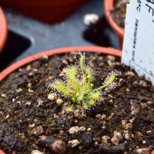 Drosera intermedia Anthocianin Free (AF)
