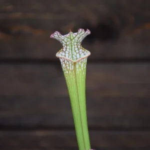 Sarracenia leucophylla Santa Rosa, Co. FL