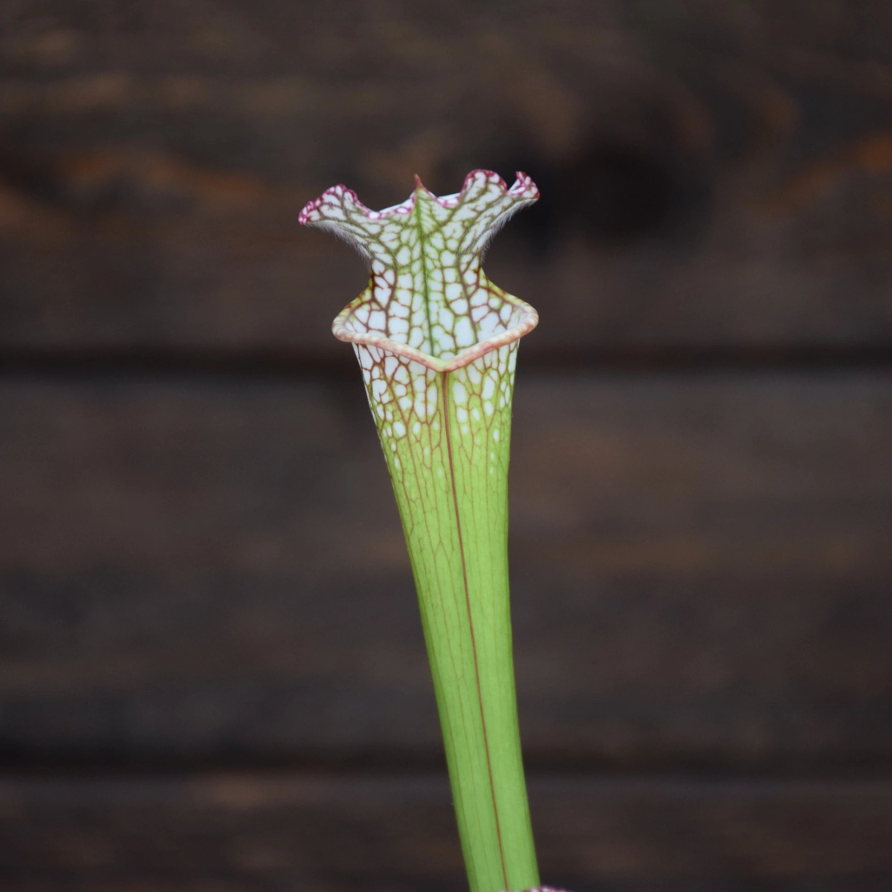 Sarracenia leucophylla Santa Rosa, Co. FL