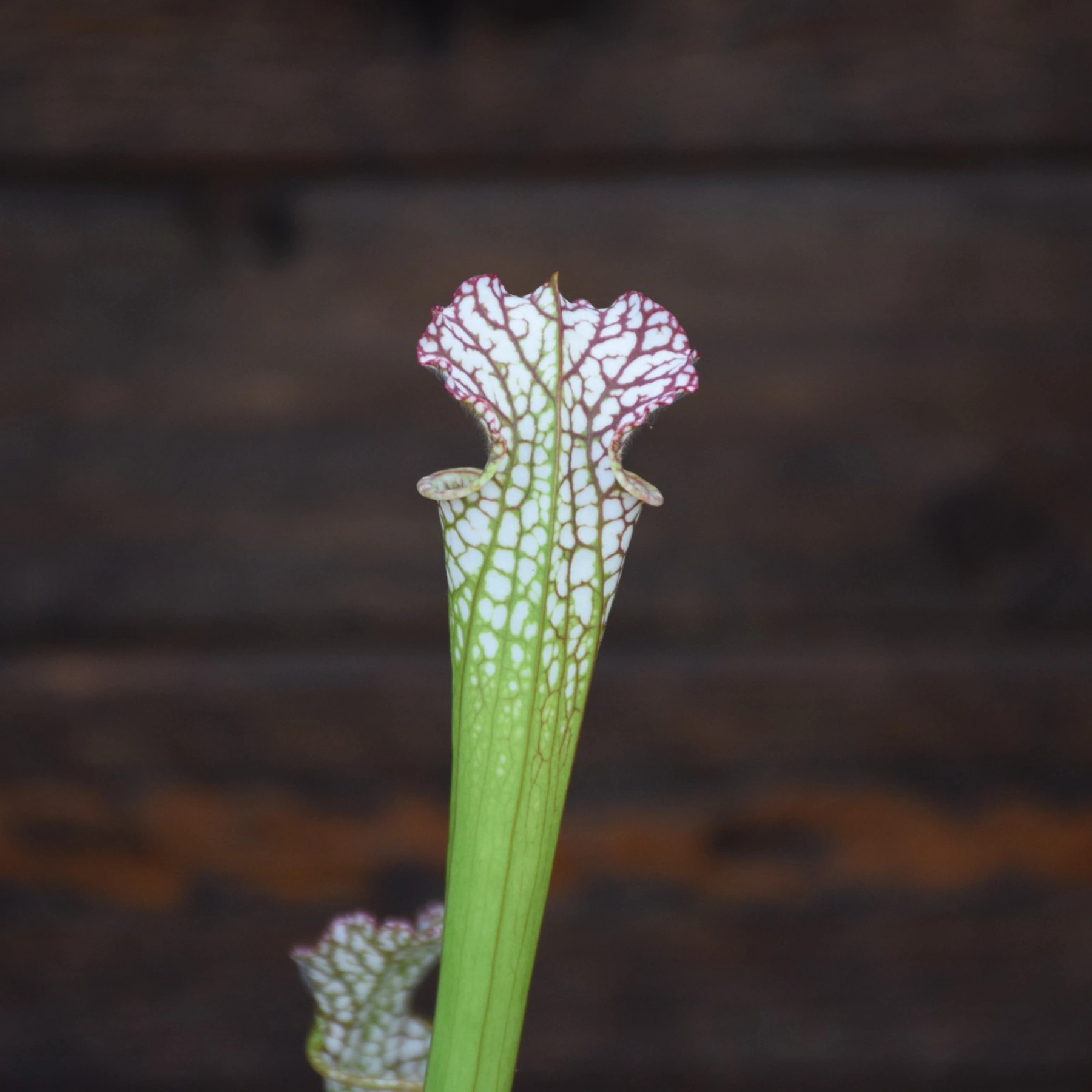 Sarracenia leucophylla Santa Rosa, Co. FL
