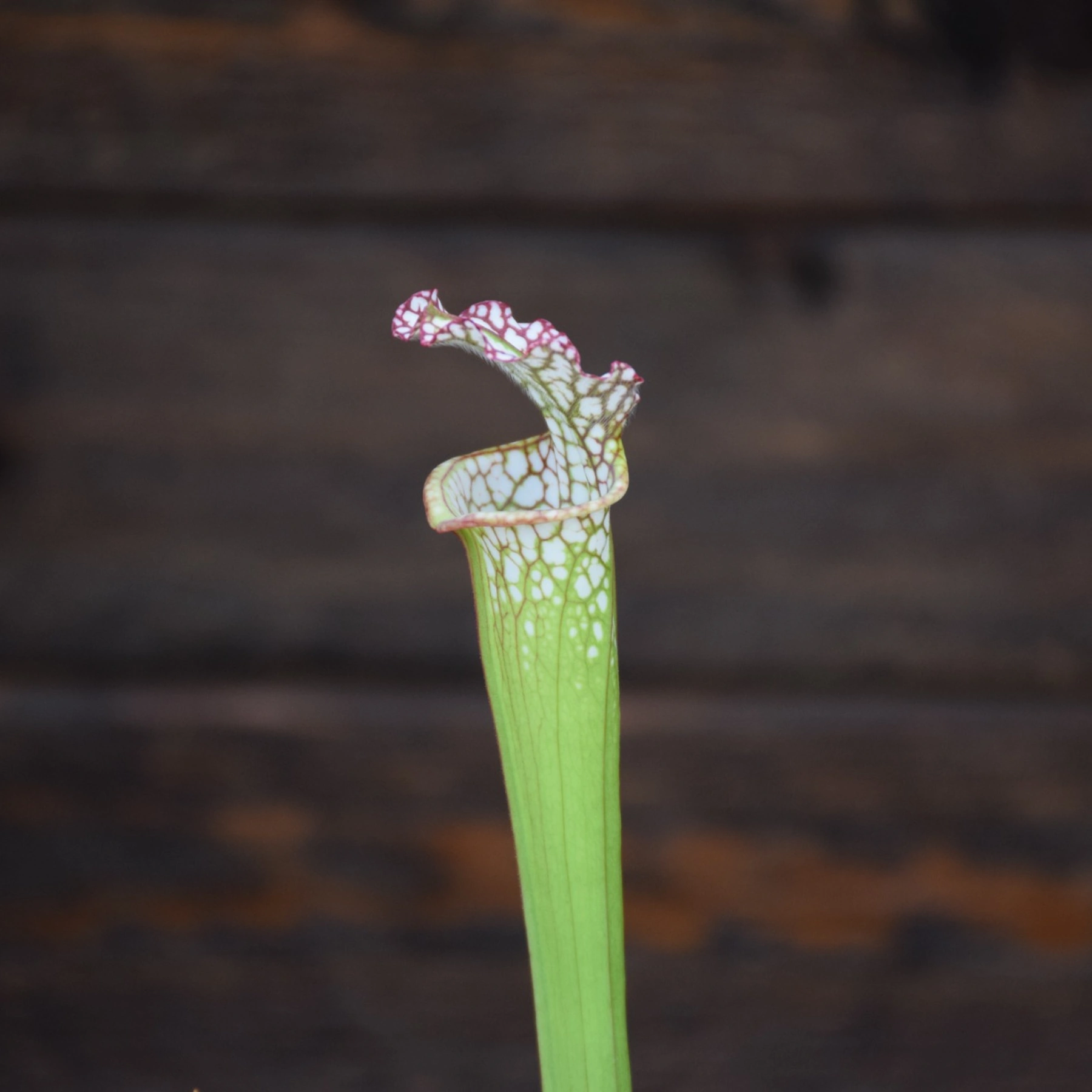 Sarracenia leucophylla Santa Rosa, Co. FL