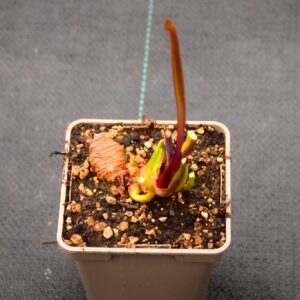 Sarracenia leucophylla santa rosa, Co. FL