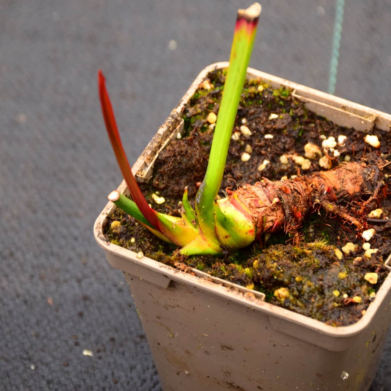Sarracenia leucophylla mostly red/white (SL40 C.A)