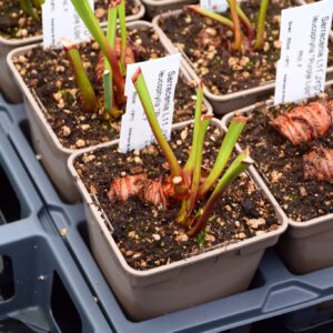 Sarracenia leucophylla « Purple lips » Phil. Faulisi