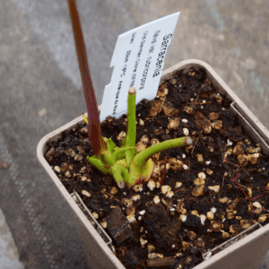 Sarracenia flava var. rubricorpora Old German clone (SFRB13 C.A)