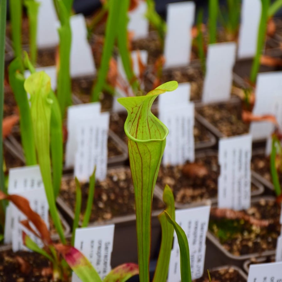 Sarracenia oreophila Typical form - from M. Brausse Germany
