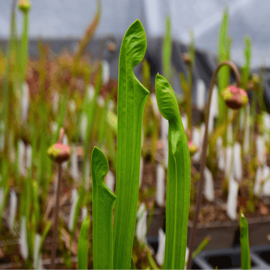 Sarracenia oreophila 'Giant'