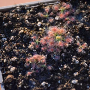 Drosera pulchella "orange flower"