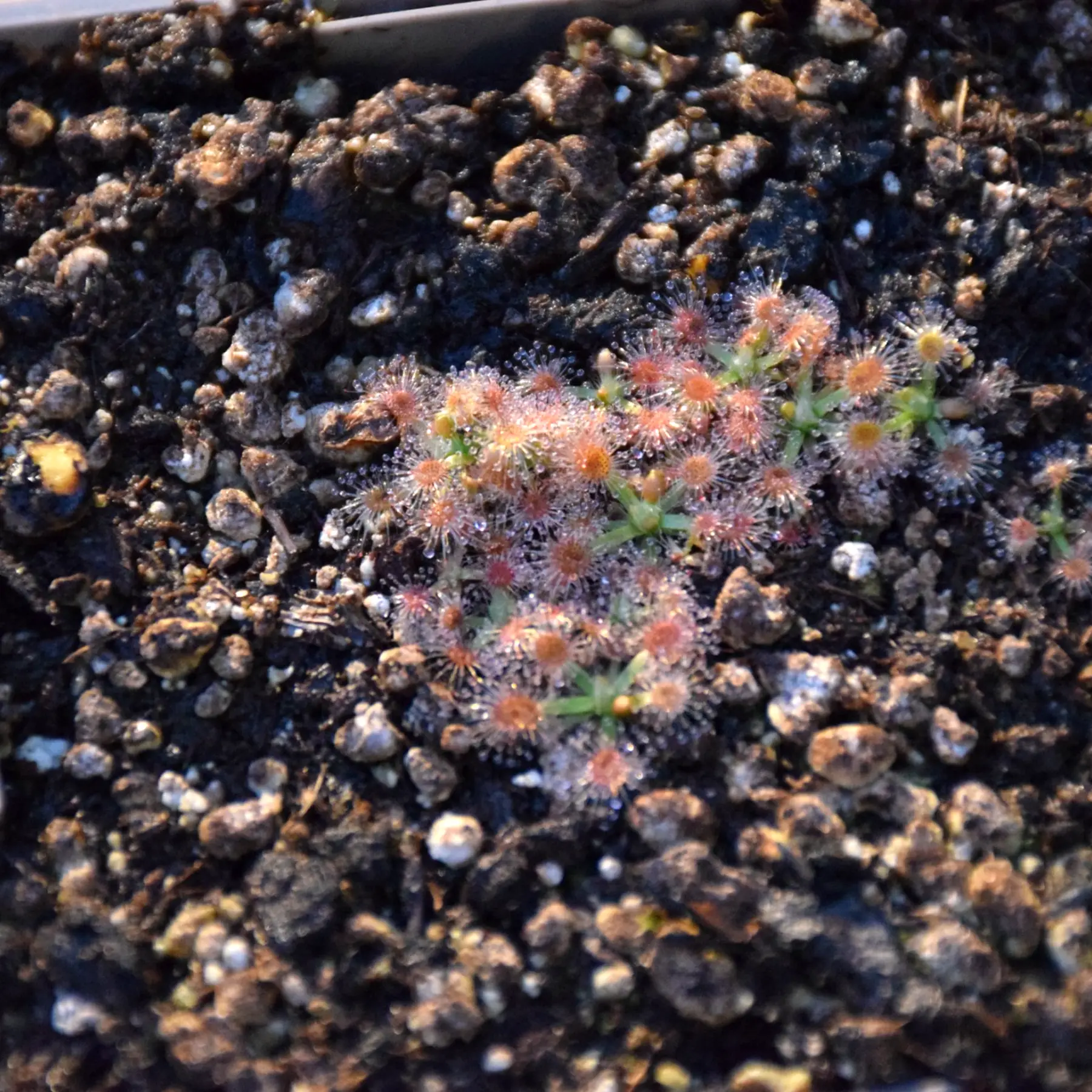 Drosera pulchella "pink flower"