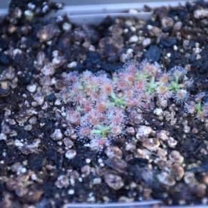 Drosera pulchella "pink flower"