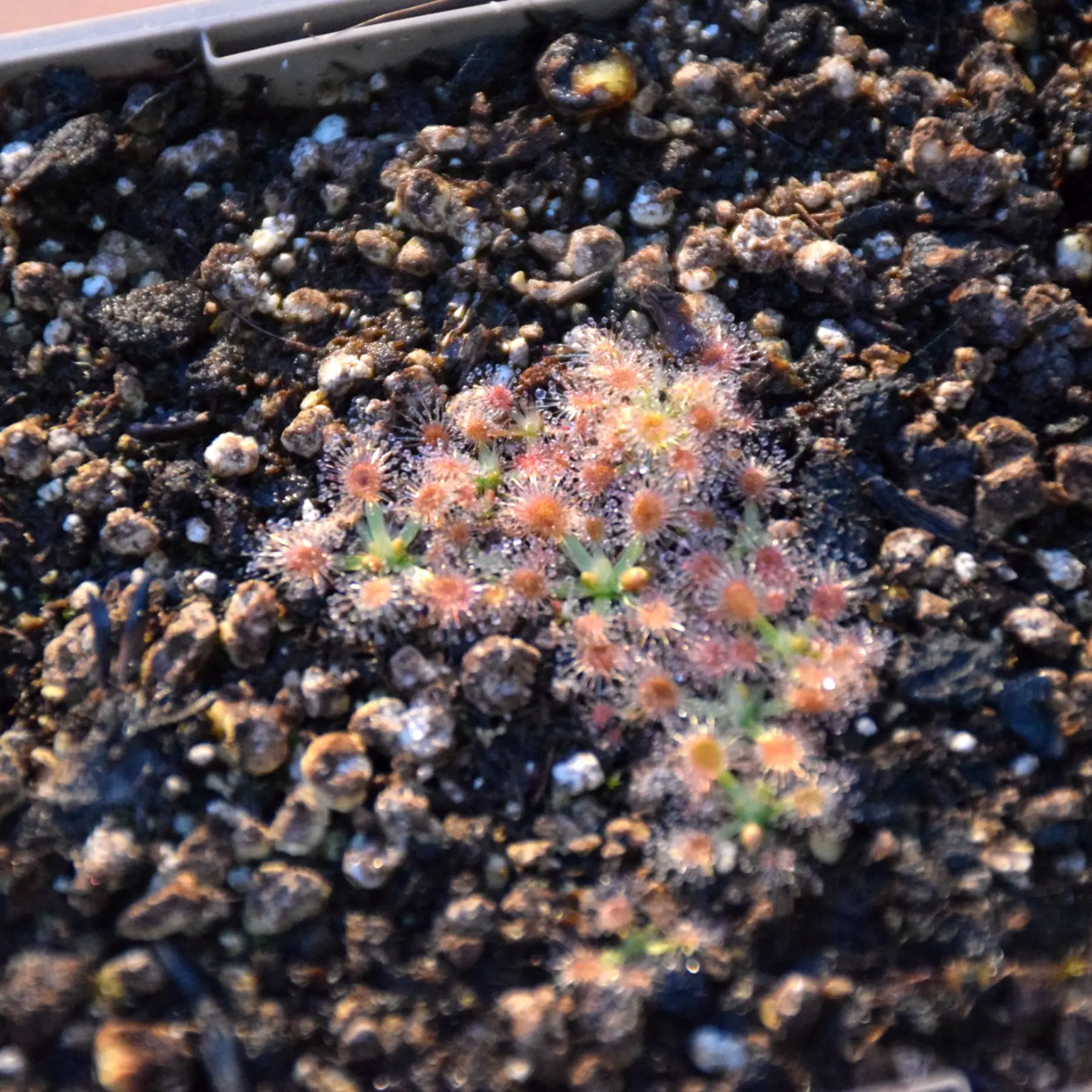 Drosera pulchella "pink flower" – Image 4