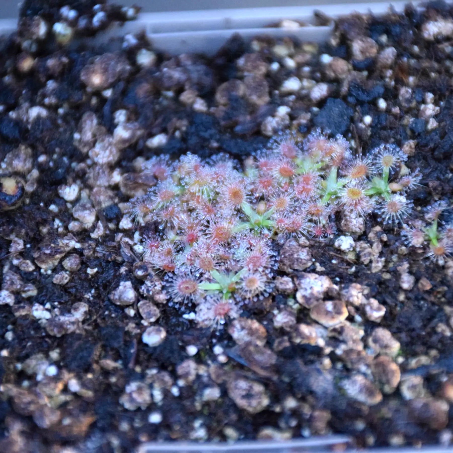 Drosera pulchella "pink flower"
