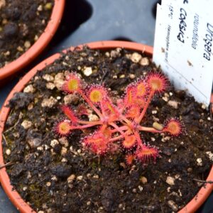 Drosera rotundifolia var. corsica