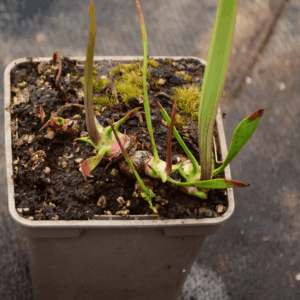 Sarracenia flava var. rugelii Milton Florida (ainsworth 97)