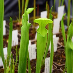 Sarracenia flava - NC, Colombus Co. - seeds collected in 95 btw flava and ornata (BCP S7GK3)