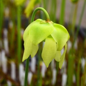 Sarracenia flava var. flava FL, Walton Co., Apalachicola NF (BCP S7C24)