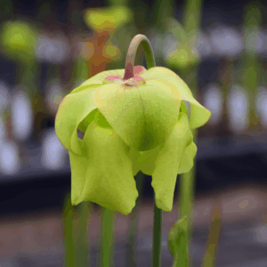Sarracenia flava var. rugelii Horizontal fine splash
