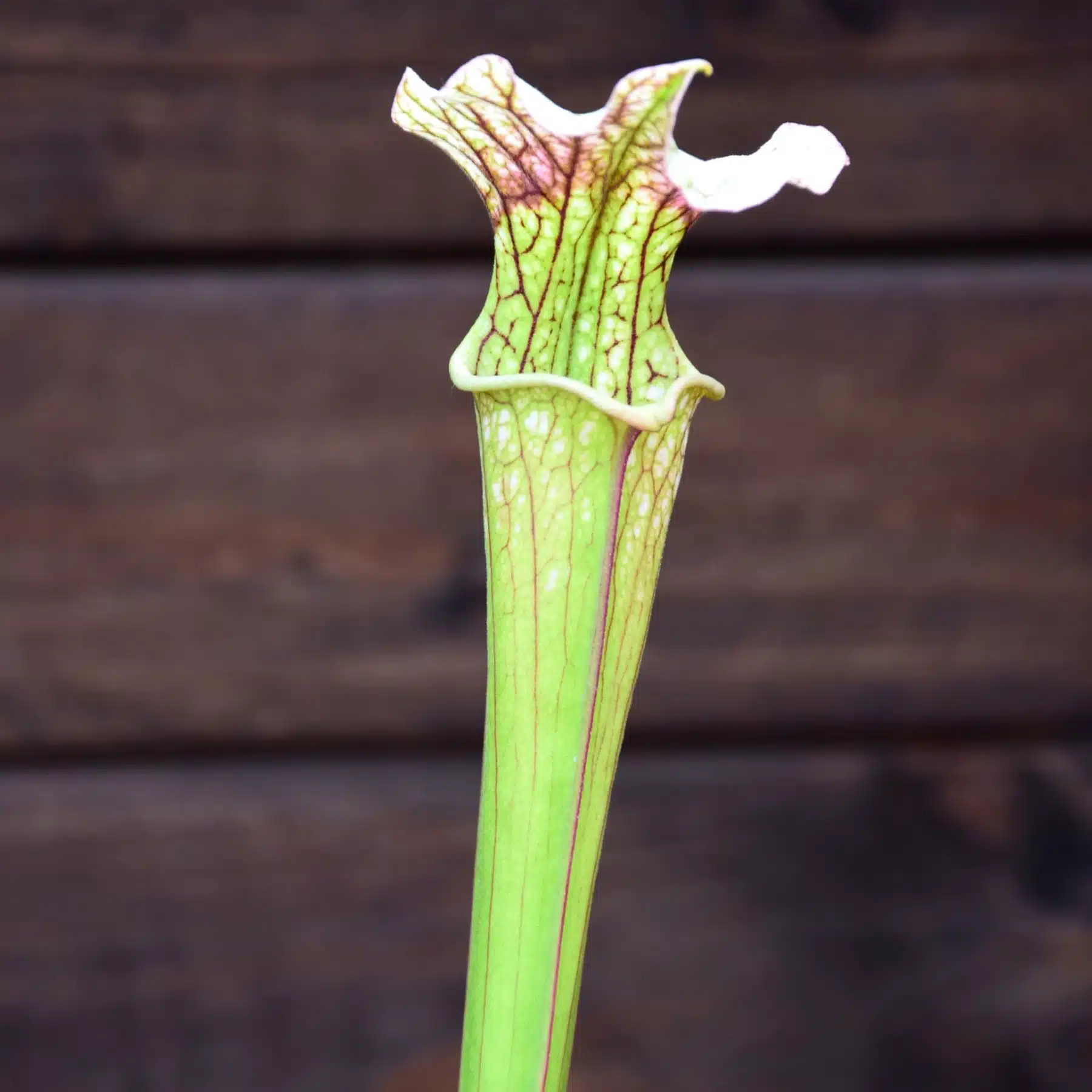 Sarracenia x areolata 'Trinita'