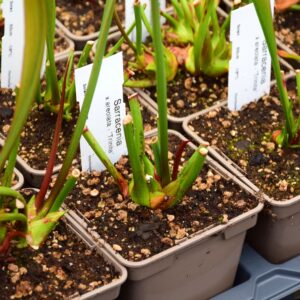 Sarracenia x areolata 'Trinita'