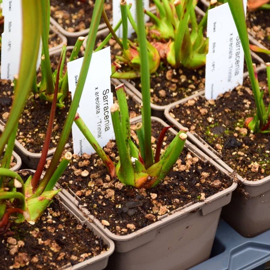 Sarracenia x areolata 'Trinita'
