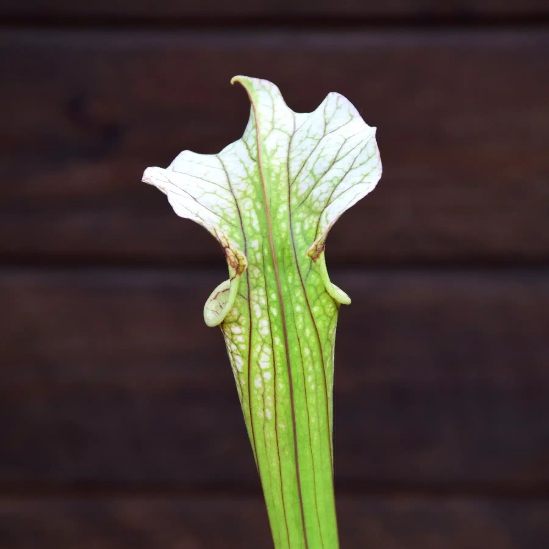 Sarracenia x areolata 'Trinita'
