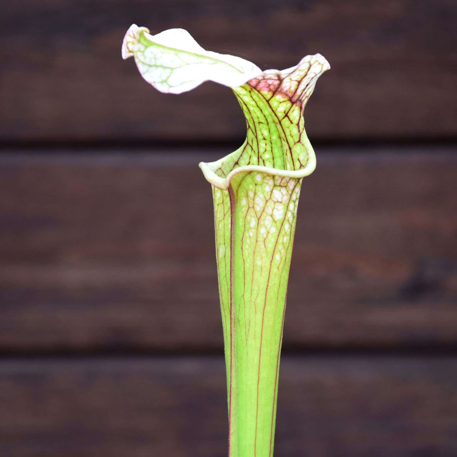 Sarracenia x areolata 'Trinita'