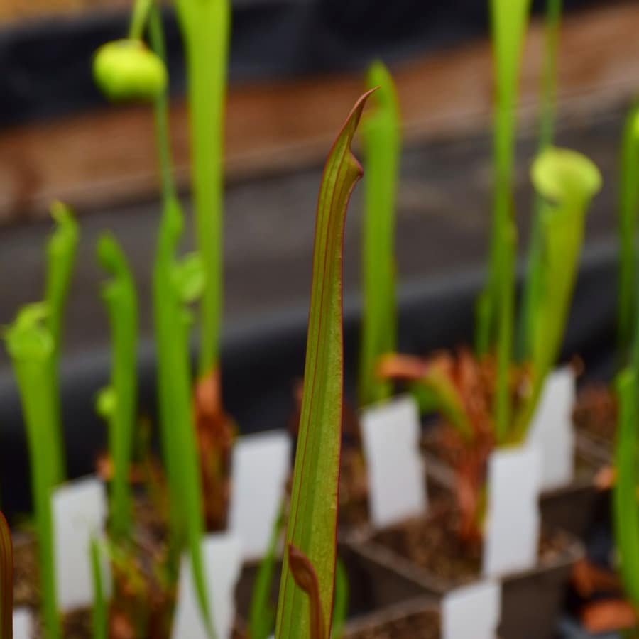 Sarracenia x areolata 'Trinita' – Image 2