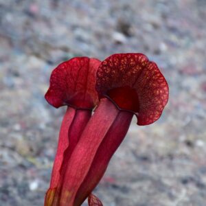 Sarracenia hybride