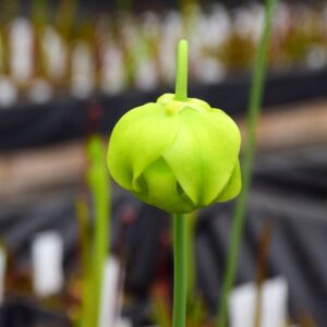 Sarracenia x moorei all Green form, Anthocianine free (AF)
