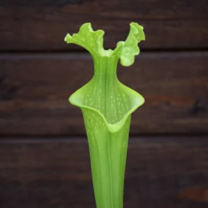 Sarracenia x moorei all green form, AF