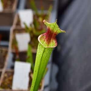 Sarracenia ‘Helen Mary’ x (Leah Wilkerson x ‘ADS’ CL D) Clone 2
