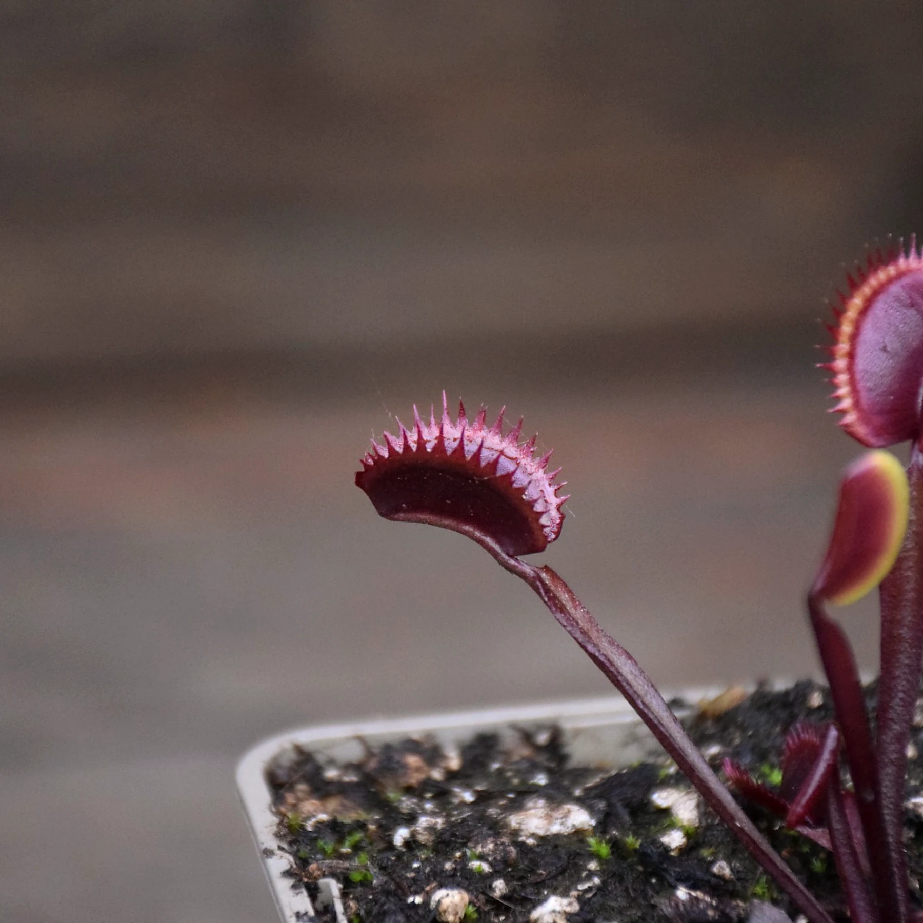 Dionaea muscipula "Amteborous"