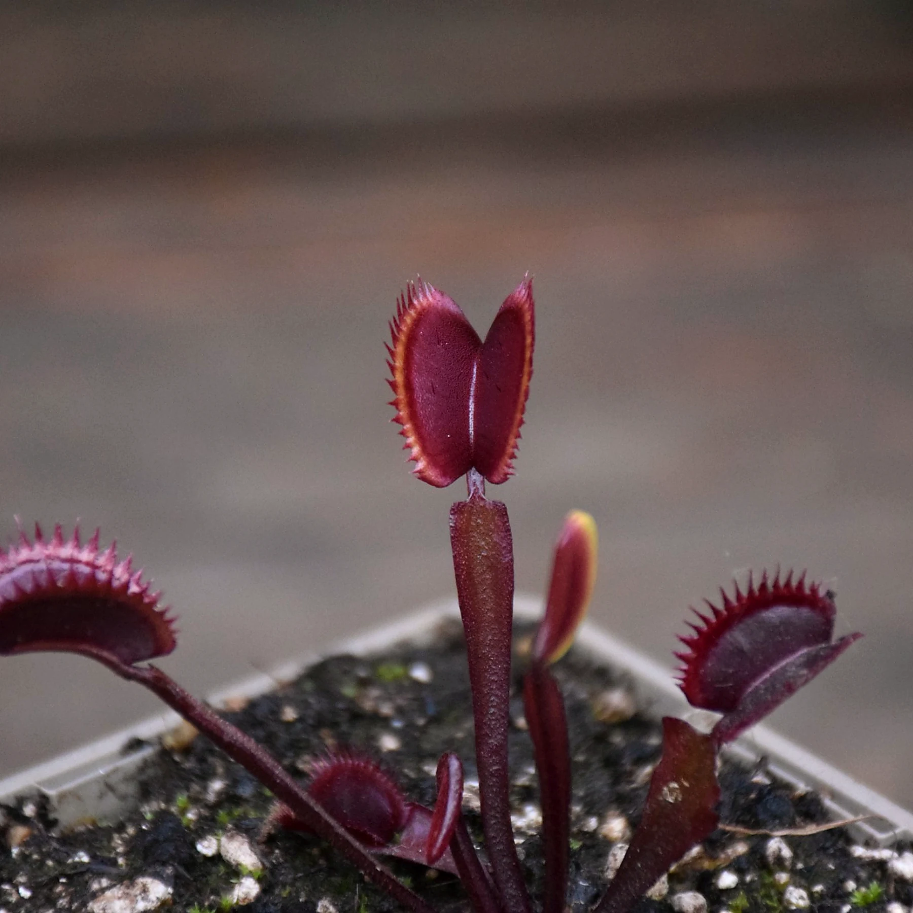 Dionaea muscipula "Amteborous"
