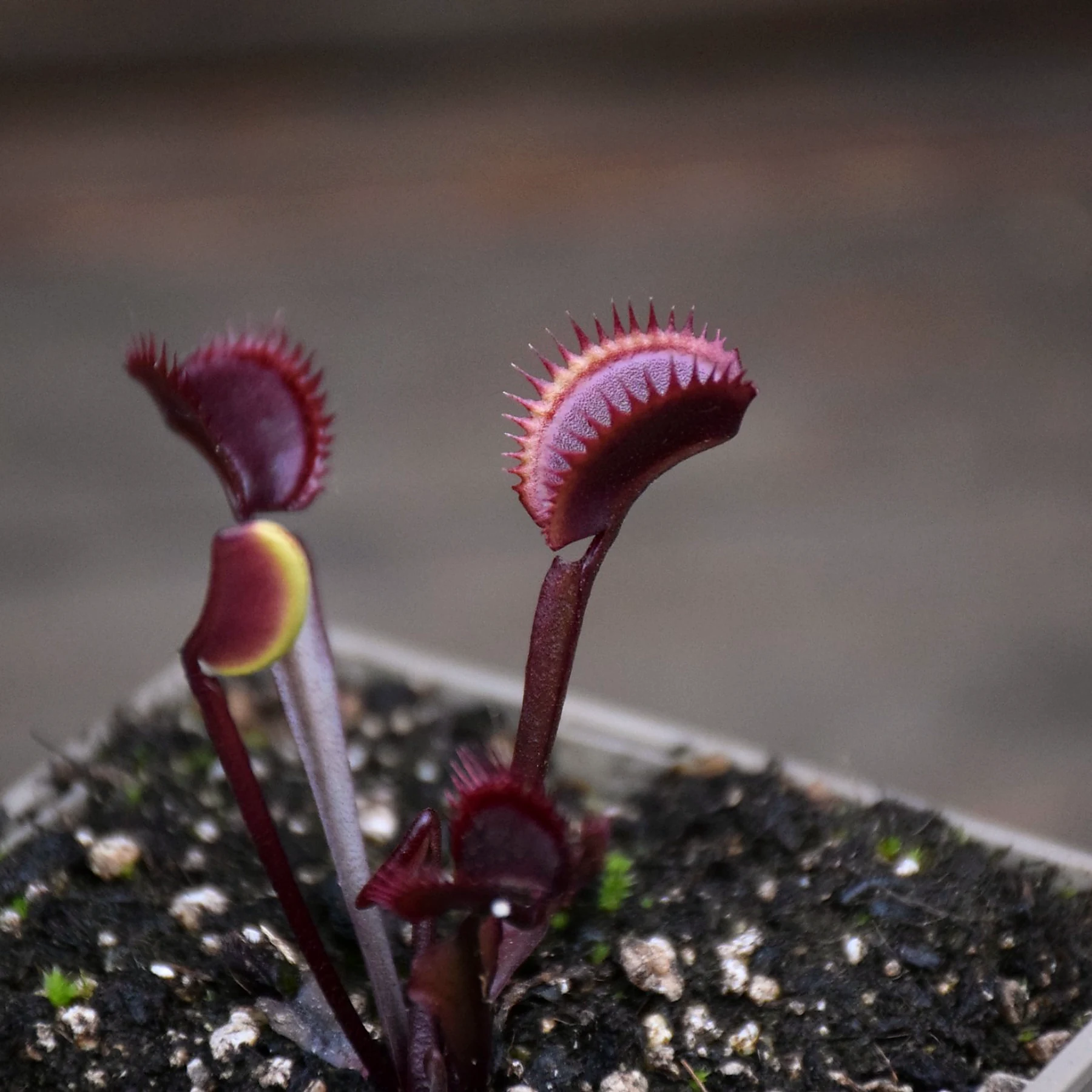 Dionaea muscipula "Amteborous"