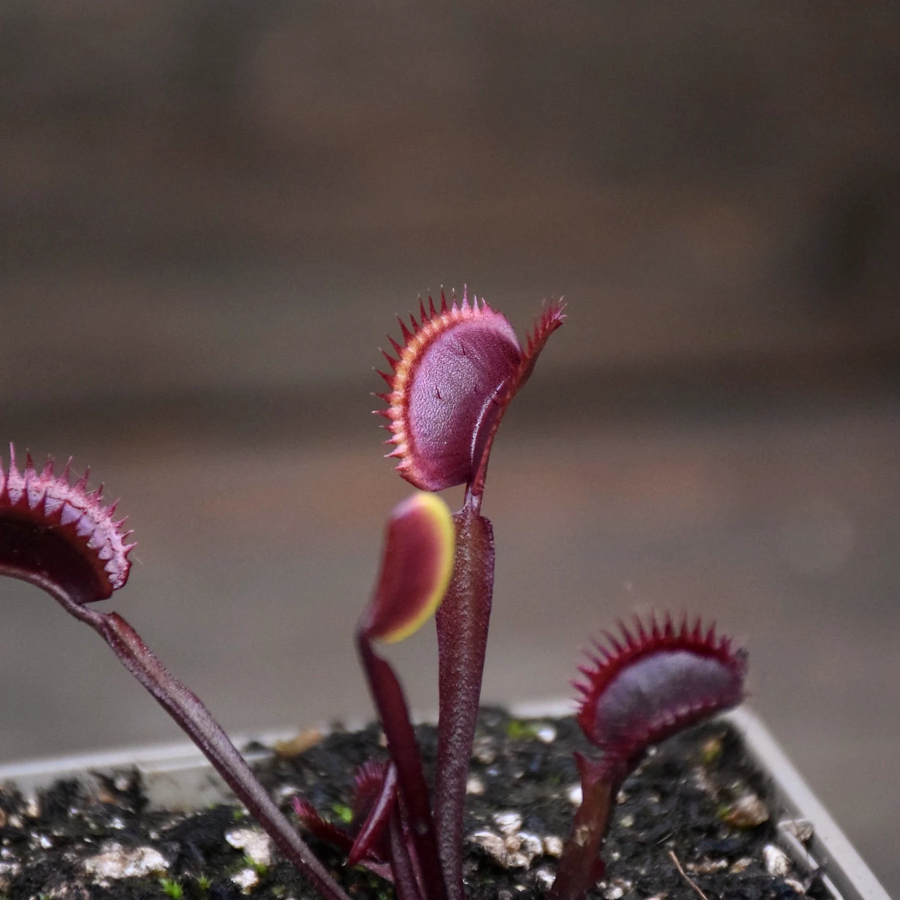 Dionaea muscipula "Amteborous"