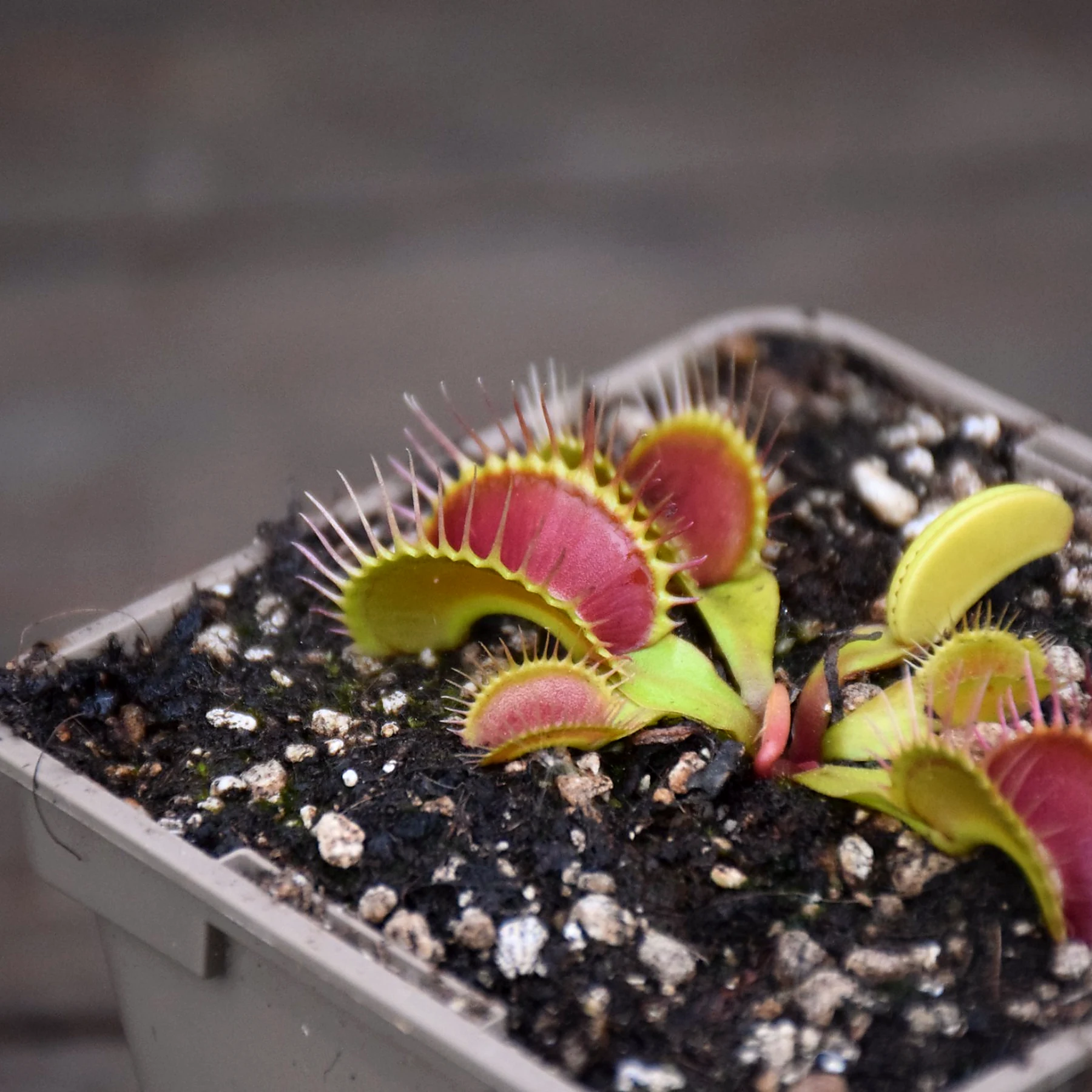 Dionaea muscipula "Antonov 225"