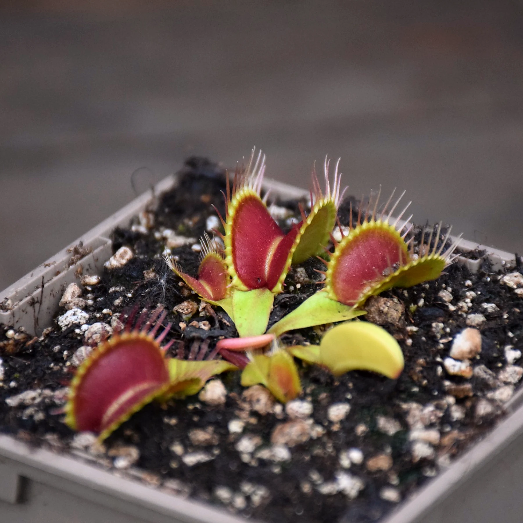 Dionaea muscipula "Antonov 225"