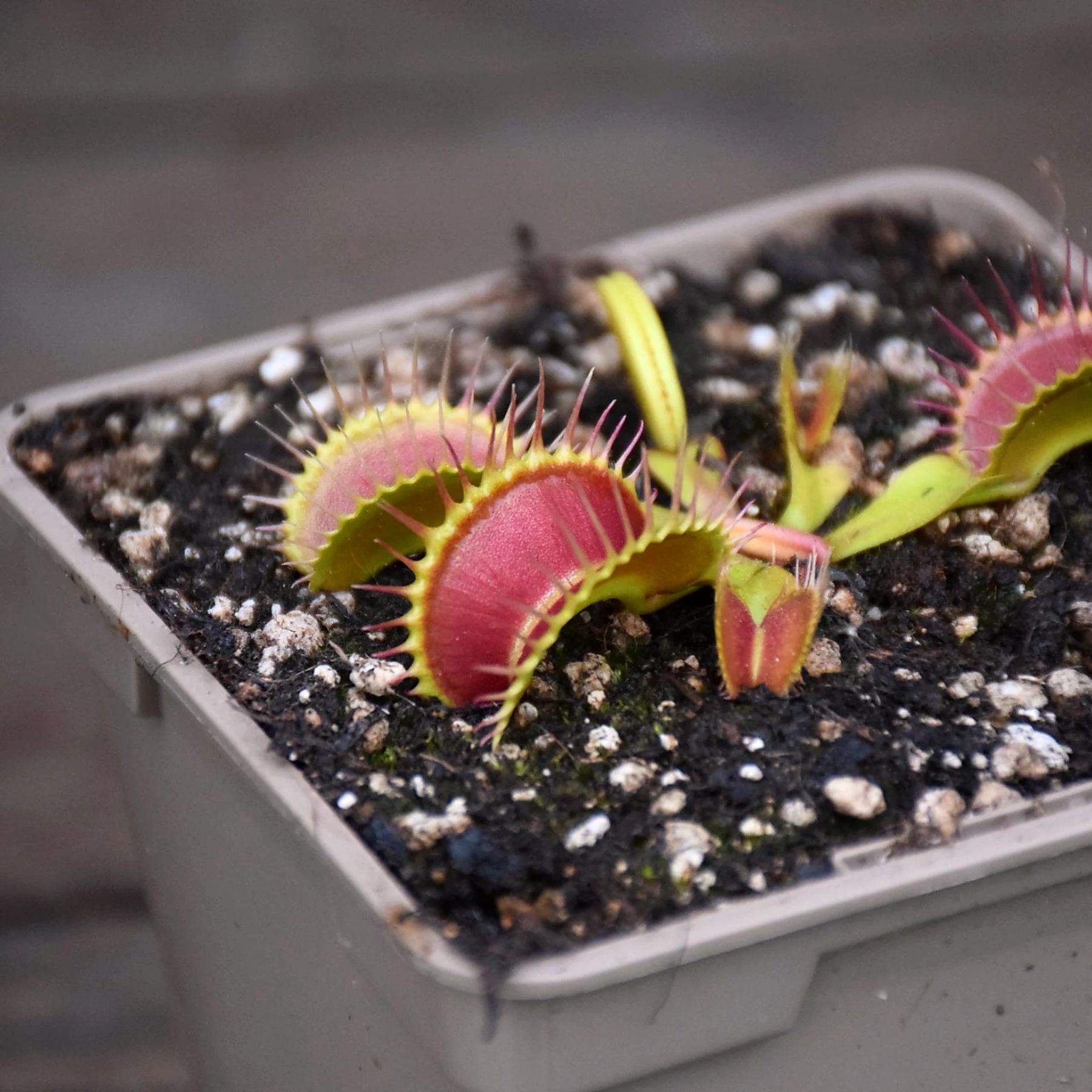 Dionaea muscipula "Antonov 225"