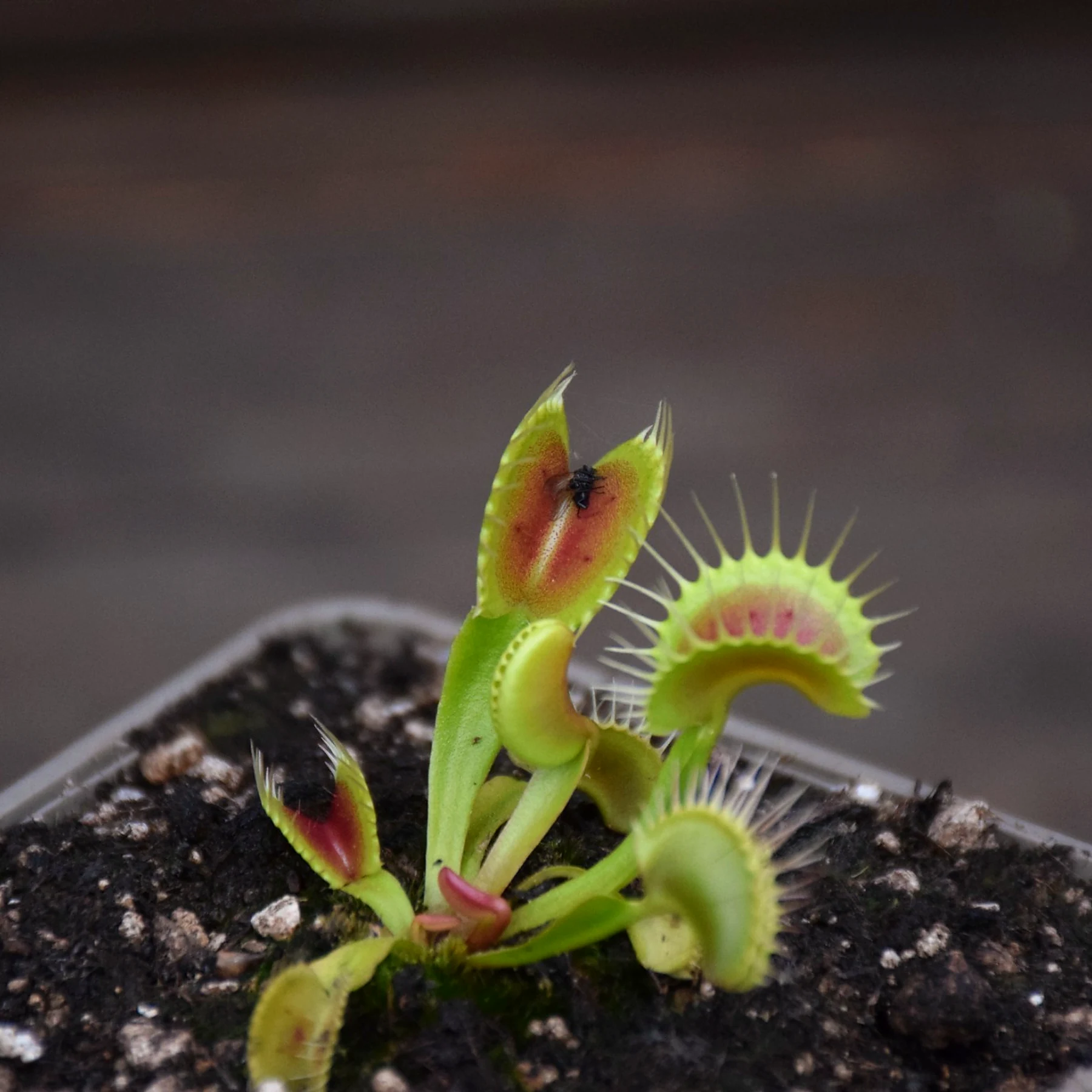 Dionaea muscipula "Red Bull"
