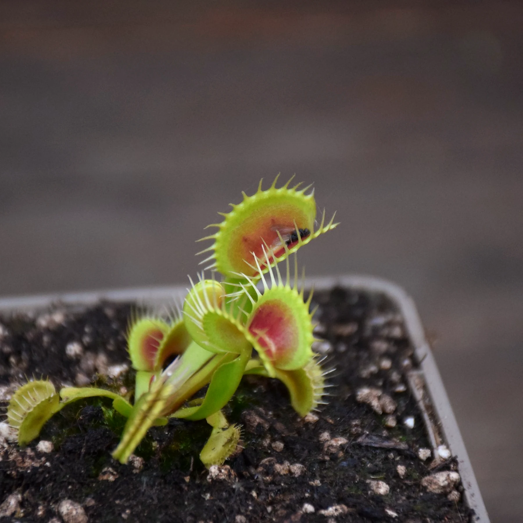Dionaea muscipula "Red Bull"