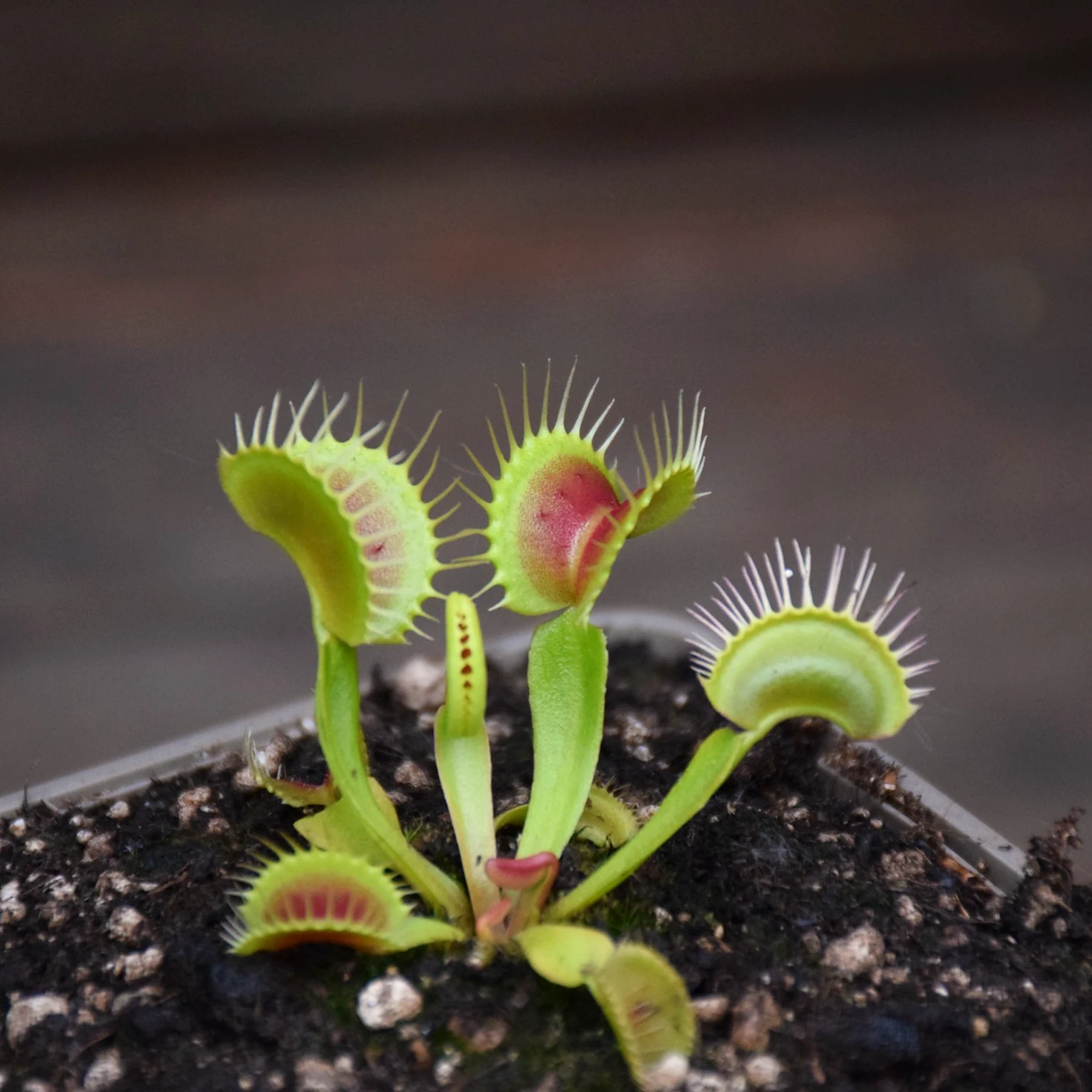 Dionaea muscipula "Red Bull"