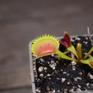 Dionaea muscipula "Brutal Shark"