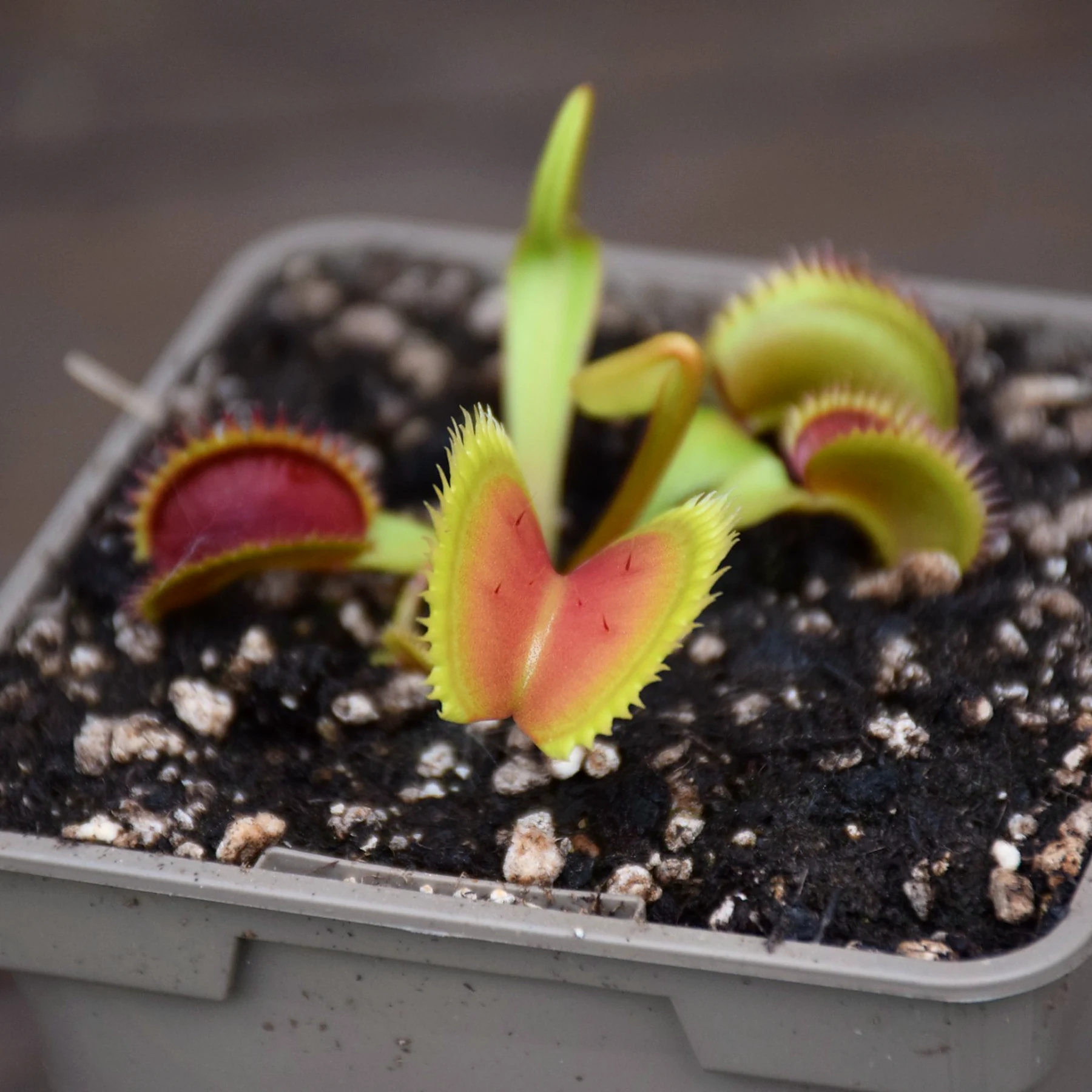 Dionaea muscipula "Brutal Shark"