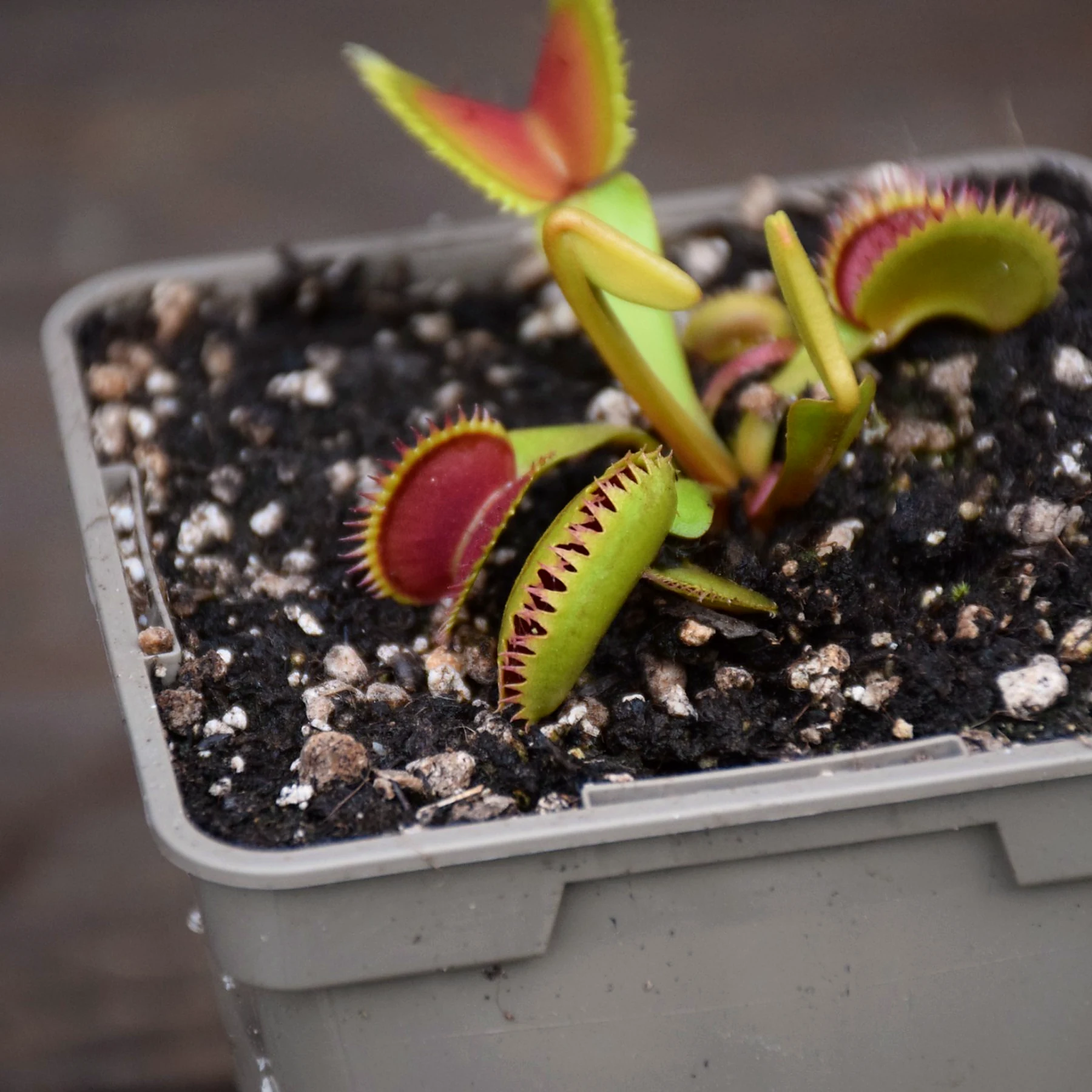 Dionaea muscipula "Brutal Shark"