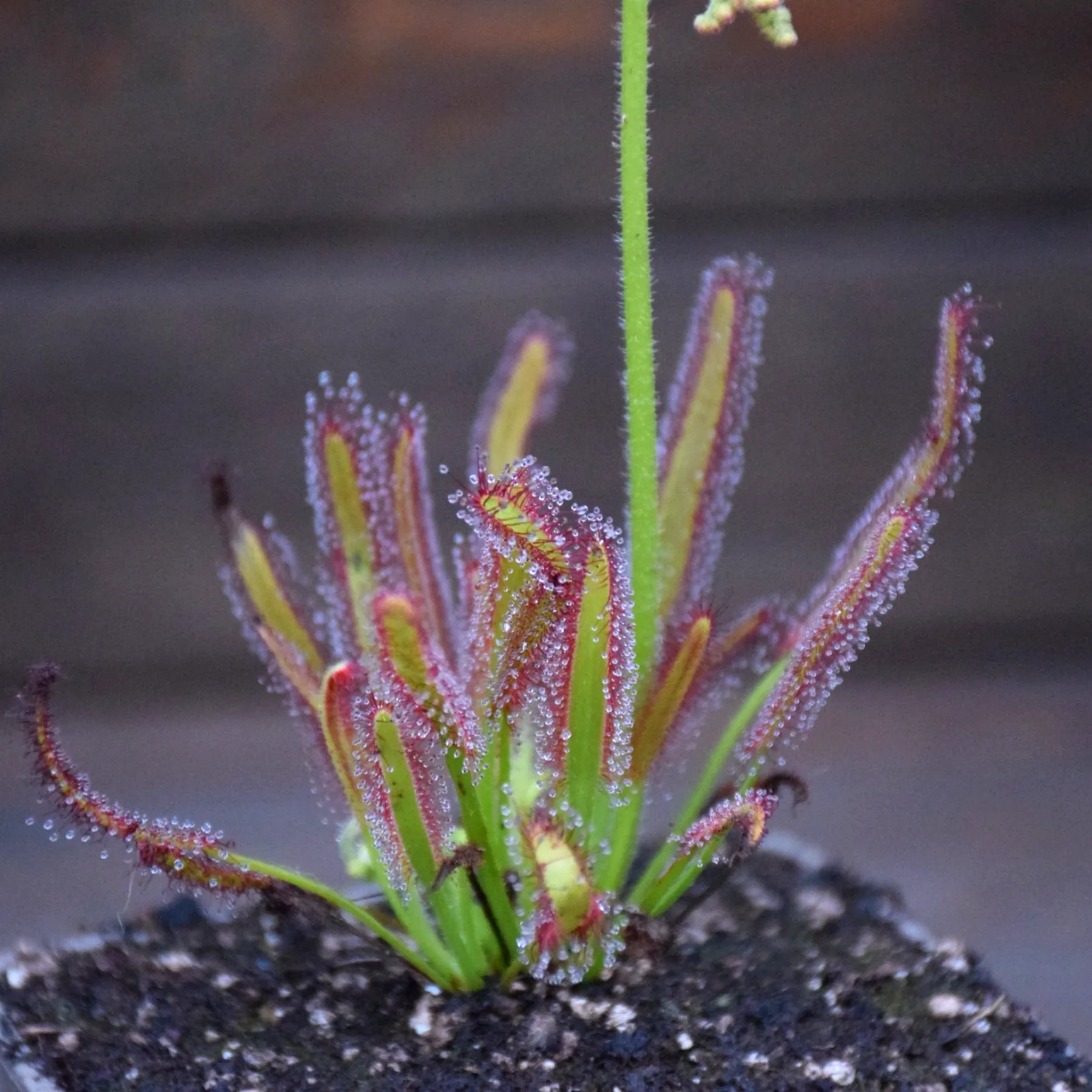 Drosera capensis 'Crestate' – Image 4