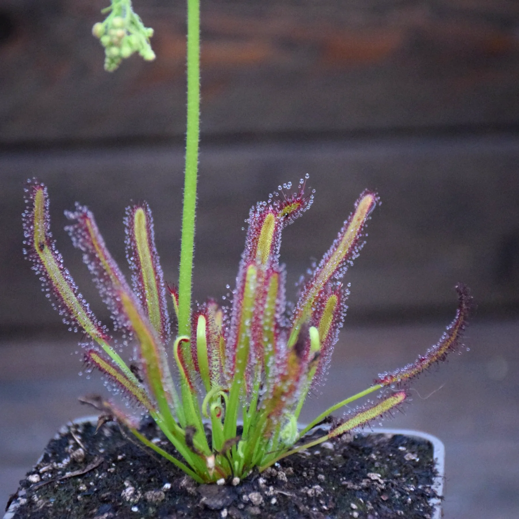 Drosera capensis 'Crestate'