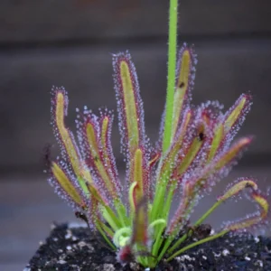 Drosera capensis 'Crestate'