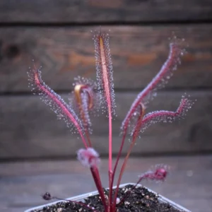 Drosera capensis 'Dark maroon' [Afrique du Sud]